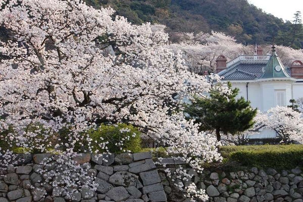 【兵庫県内発】 日本海鳥取海宝丼「モサエビ・白いか・境港サーモン」と 桜咲く!「鳥取城跡」&世界ジオパーク「浦富海岸」クルーズ 日帰り2